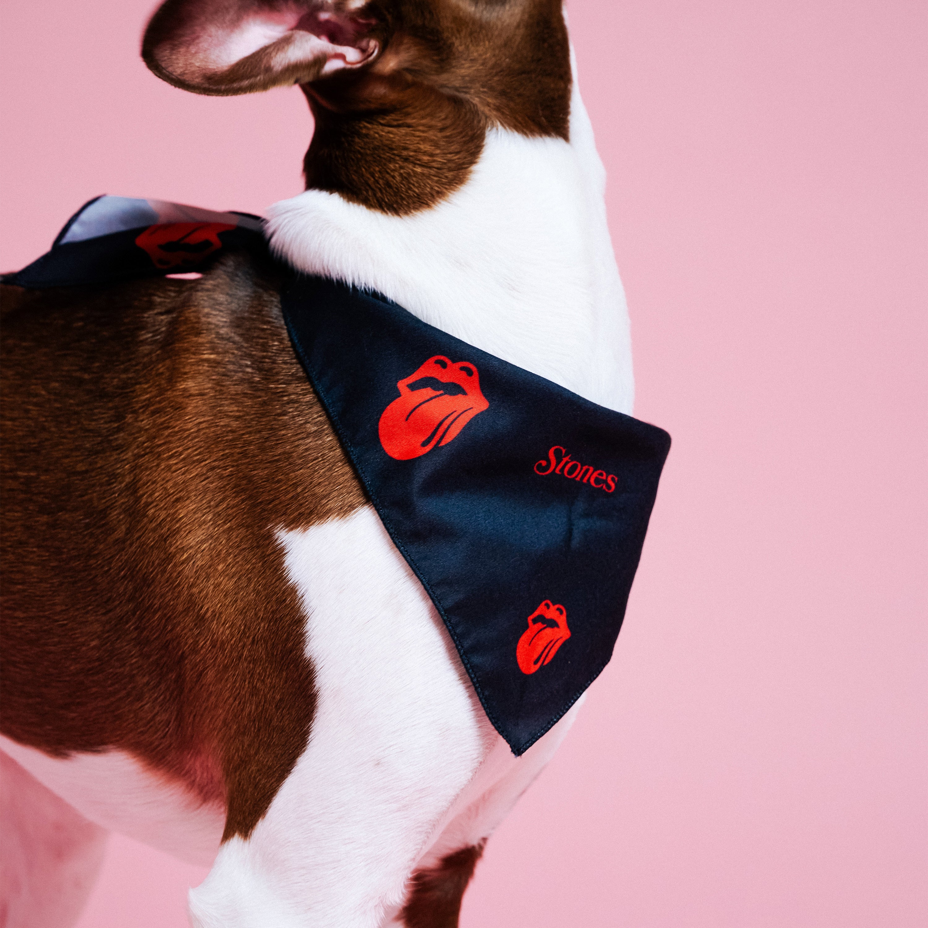 Classic Logos Stones Dog Bandana Lifestyle Detail