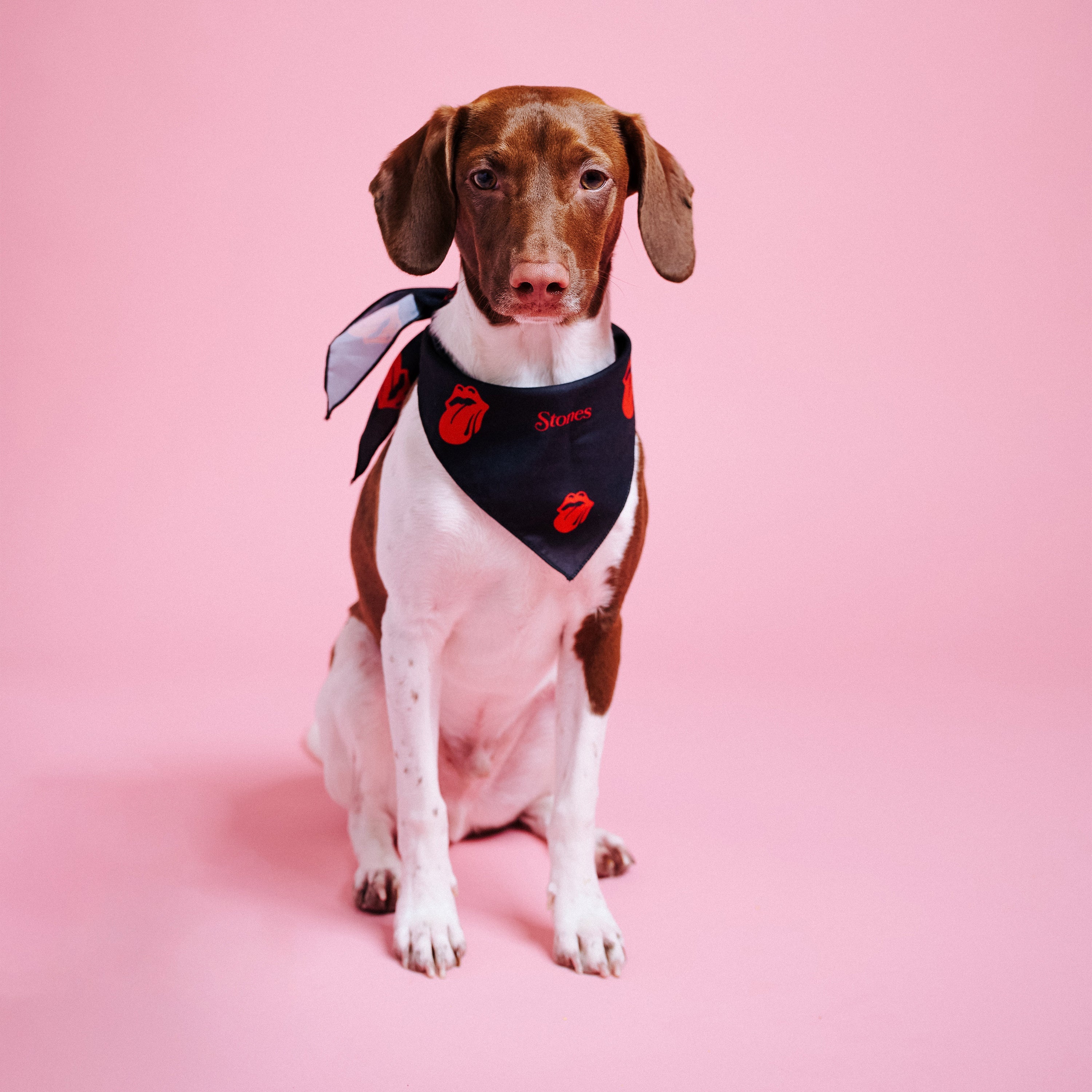 Classic Logos Stones Dog Bandana Lifestyle