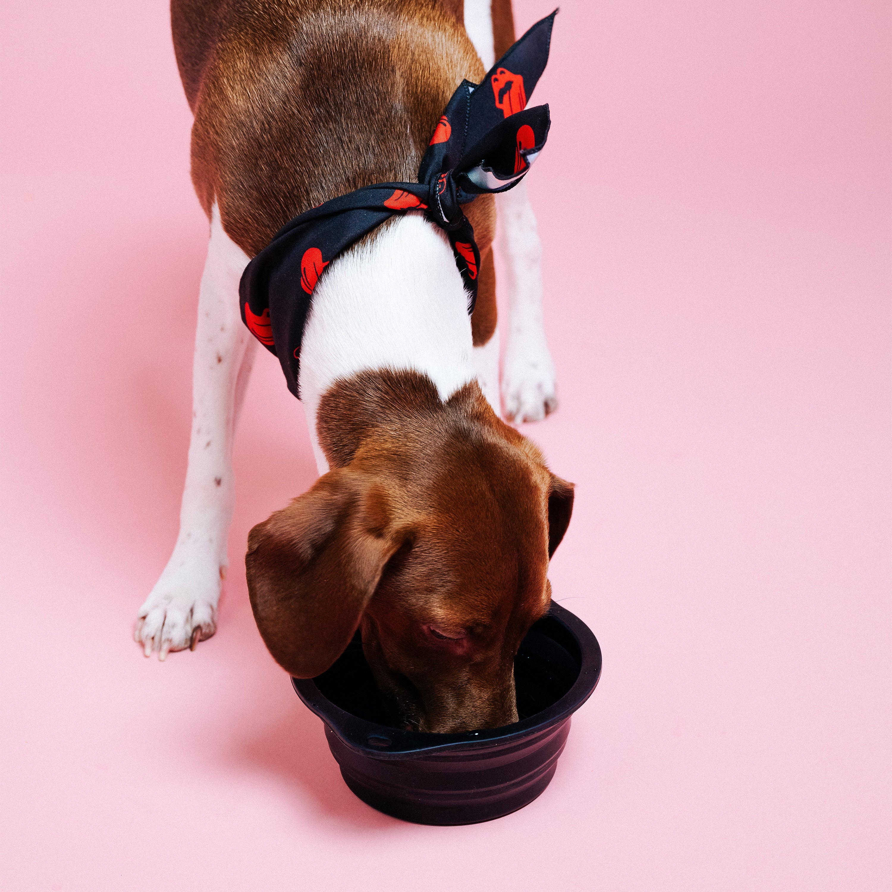 Stones Collapsible Dog Bowl Dog Drinking 1